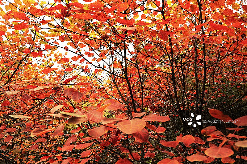 秋色：秋色满园关不住。图片素材