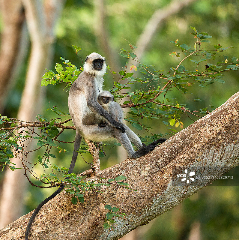 印度叶猴在树上特写图片素材