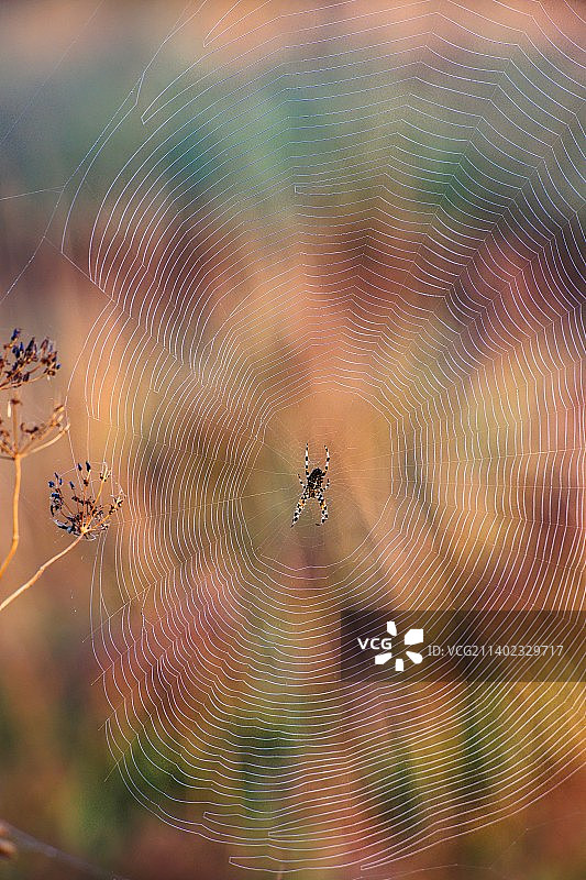 蜘蛛网特写，英国埃塞克斯图片素材