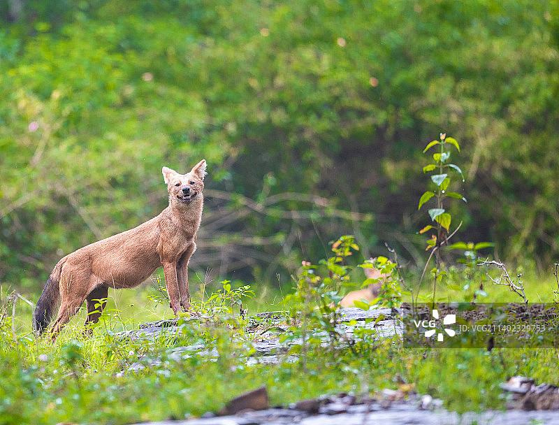 在印度，鹿站在田野上的侧面视角图片素材