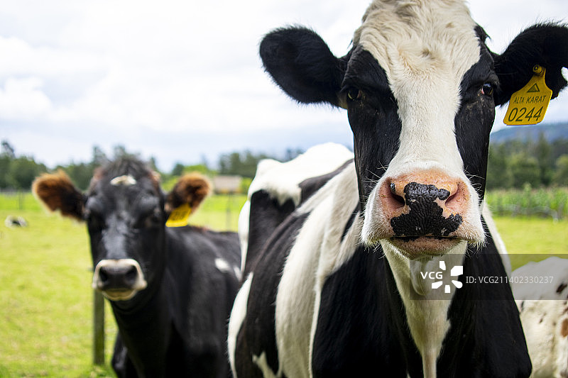 牛站在田野上的画像图片素材