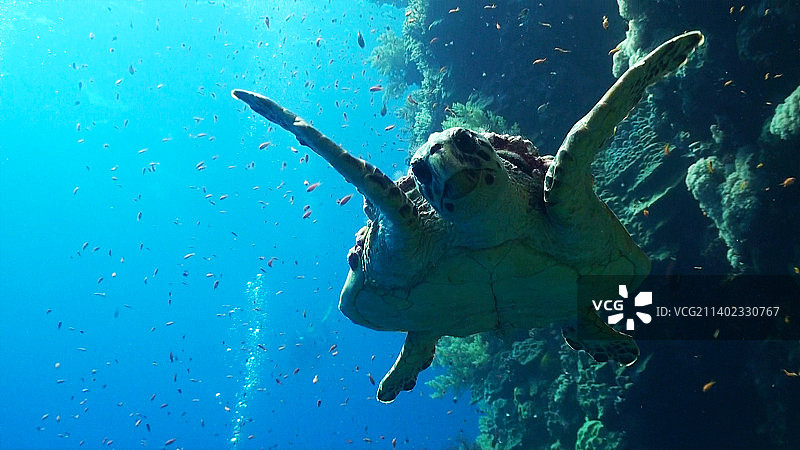 海龟游泳的仰视角度照片图片素材