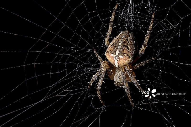 蛛网上的蜘蛛特写图片素材