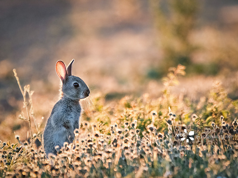 田野里棉尾兔的特写，弗利特威克，贝德福德，英国图片素材