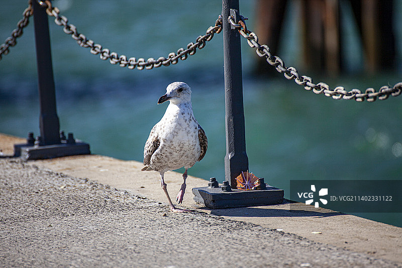 英国福克斯通港口旁，海鸥在鸡尾酒旗帜边漫步图片素材
