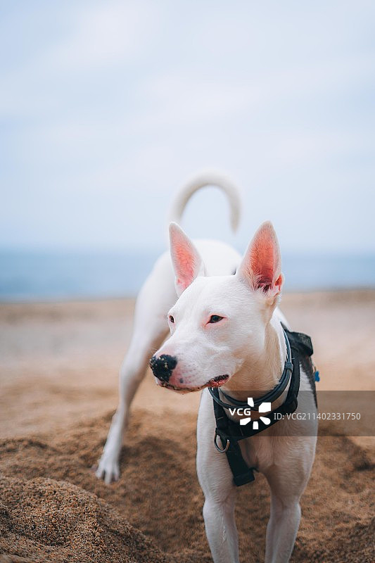 站在田野上牛头㹴的特写图片素材
