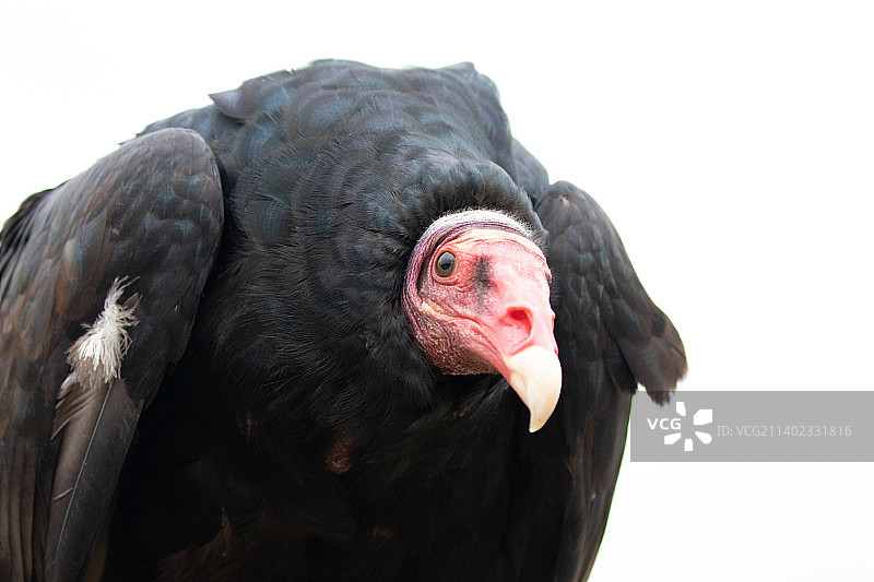 荷兰，白色背景下的秃鹰特写图片素材