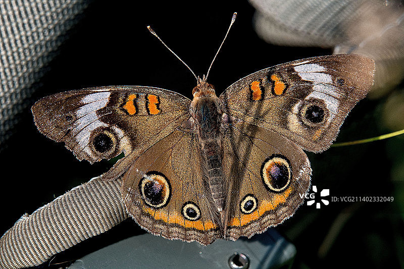 树叶上的蝴蝶特写，拉巴格伍兹，美国图片素材