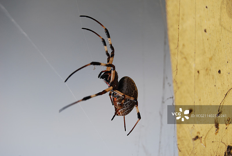 网上蜘蛛的特写，印度尼西亚拉瓦佩宁蓝桥图片素材