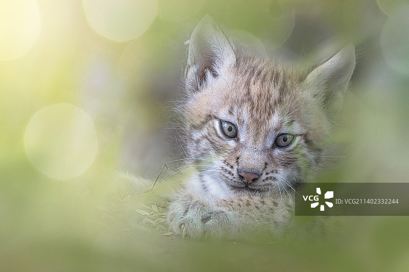 小猫特写，德国北莱茵-威斯特法伦州图片素材