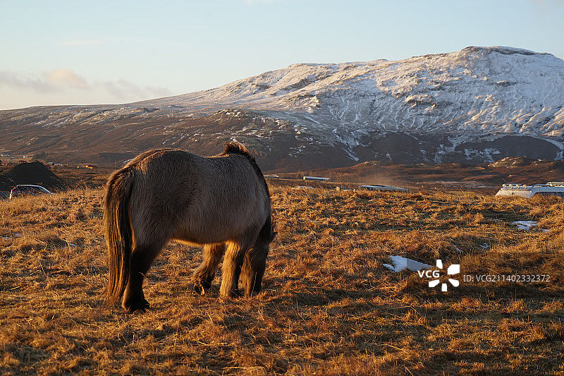 冰岛小马站在田野上的侧视图图片素材