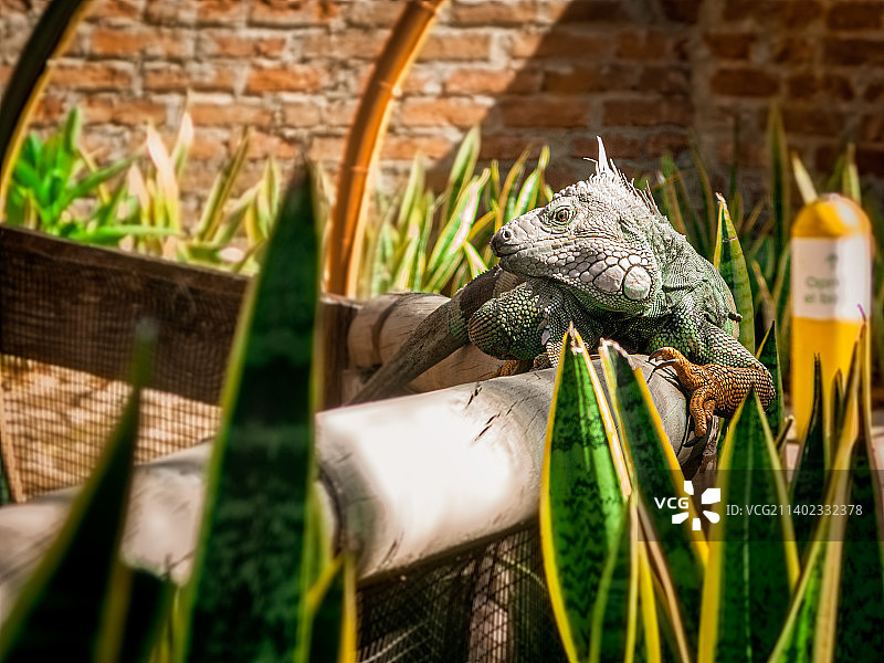 桌子上的鬣蜥特写图片素材