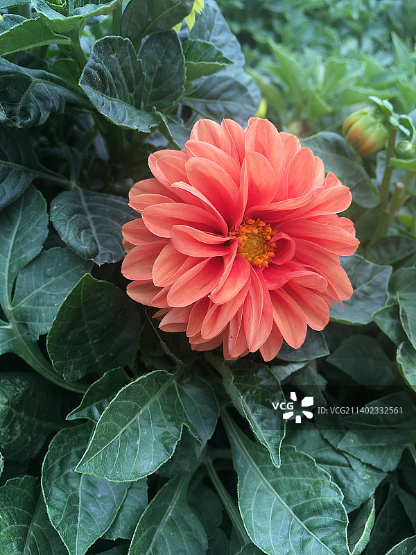 红色开花植物的特写，哈萨克斯坦图片素材