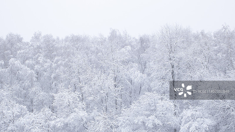 冬季俄罗斯莫斯科的森林树木图片素材