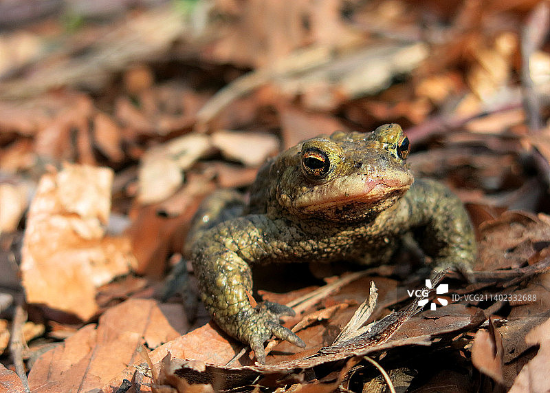 田野里的青蛙特写图片素材