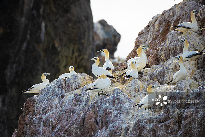 鸟类栖息在岩石上的特写，根西岛奥尔德尼图片素材
