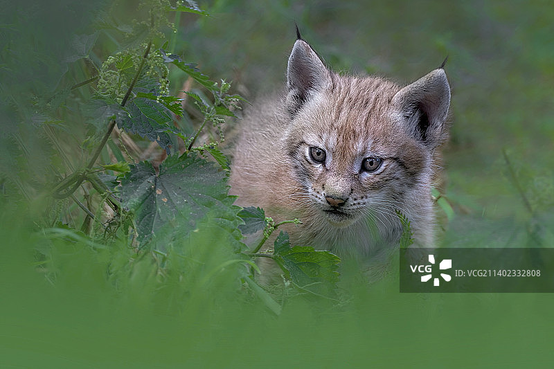 德国田野上的猫肖像图片素材