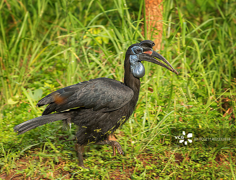 乌干达犀鸟栖息在田野上的特写图片素材