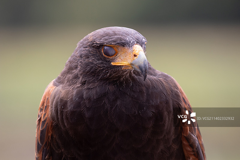 特写的鹰图片素材