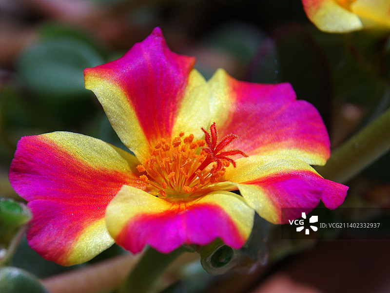 粉色花朵的特写图片素材