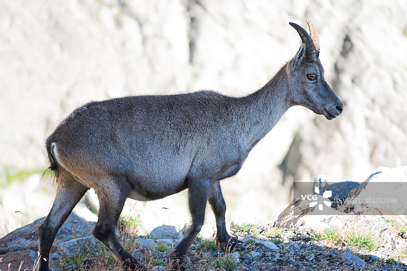 野山羊站在田野上的侧视图，意大利库内奥省恩特拉克图片素材