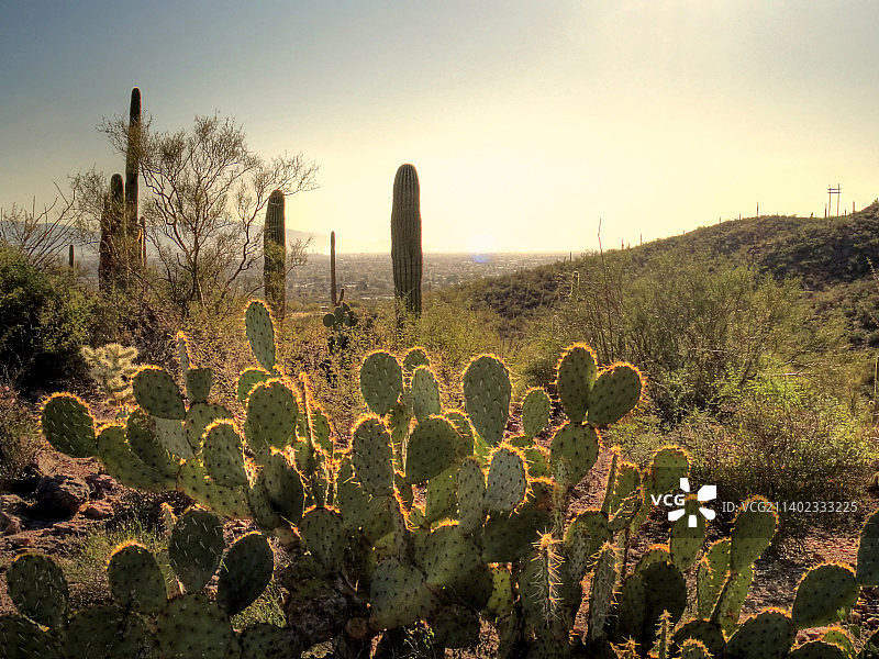 日落时分美国亚利桑那州图森市的仙人掌特写图片素材