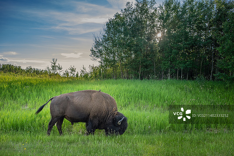加拿大阿尔伯塔省埃尔克岛的林麝和鸟类图片素材