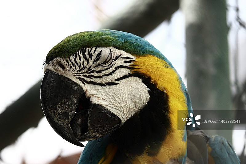 金色和蓝色金刚鹦鹉的特写图片素材