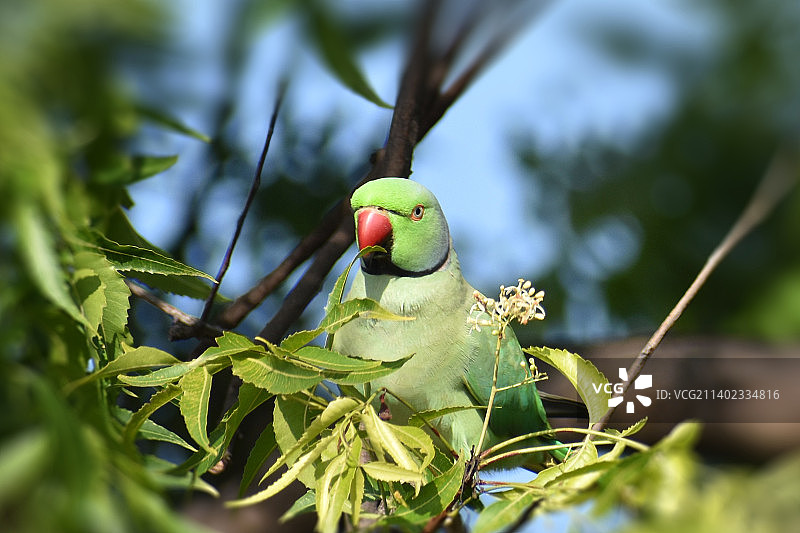 印度泰米尔纳德邦塞勒姆树上的鹦鹉特写图片素材