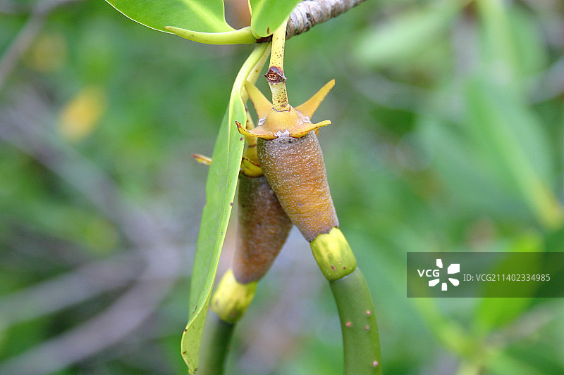 昆虫在植物上的特写图片素材