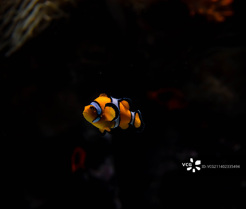 水族箱中的小丑鱼和海葵特写图片素材