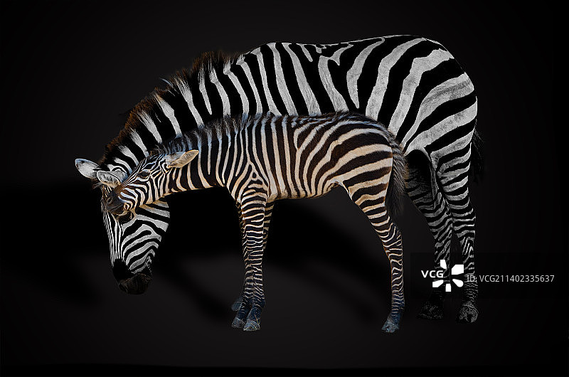 黑色背景下站立斑马侧面图片素材