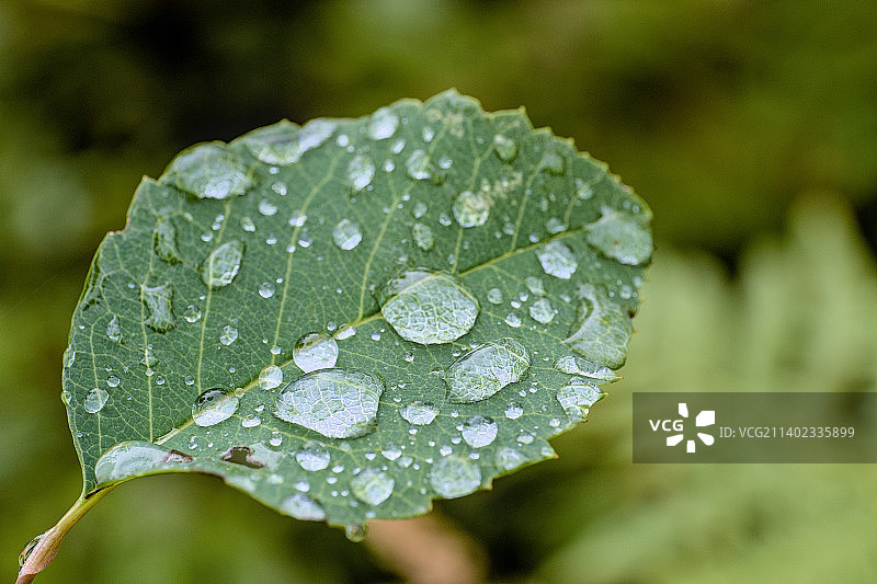 树叶上的雨滴特写，加拿大魁北克省马拉蒂克图片素材