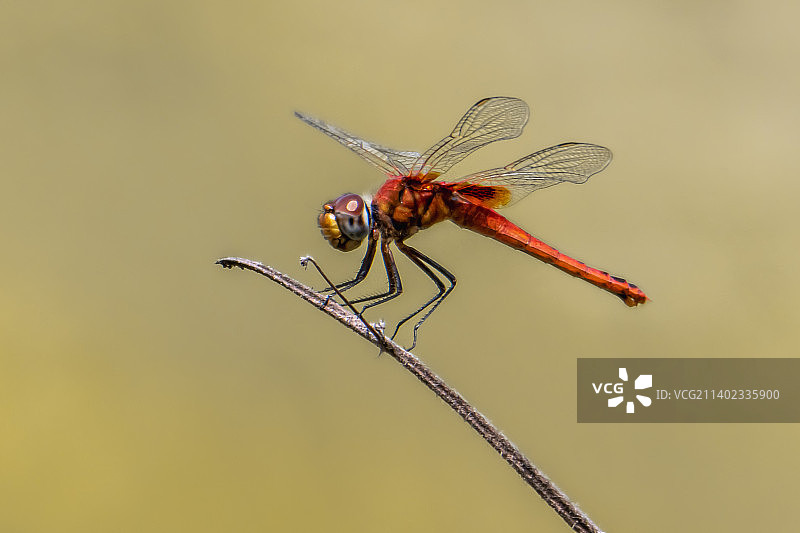小树枝上的蜻蜓特写图片素材