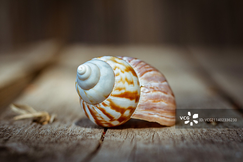 木桌上的蜗牛特写，意大利图片素材