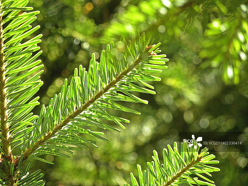 意大利科森扎省斯佩扎诺德拉西拉的蕨类叶子特写图片素材