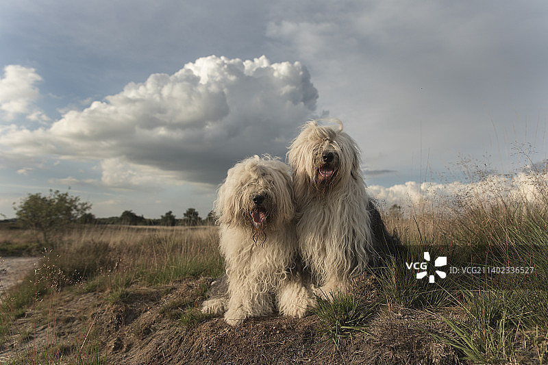 田野上对着天空的狗的画像图片素材