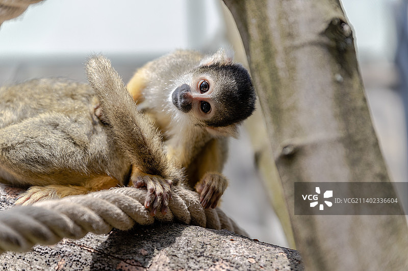 松鼠猴在树枝上休息（德国，诺伊维德）图片素材