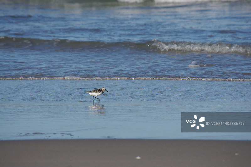 美国北卡罗来纳州外滩海滩上的海鸥图片素材