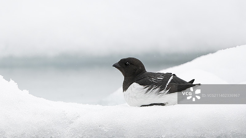 斯匹次卑尔根岛挪威雪地上的企鹅特写图片素材