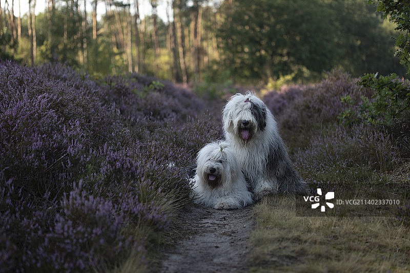 森林中植物间的英国古代牧羊犬画像图片素材