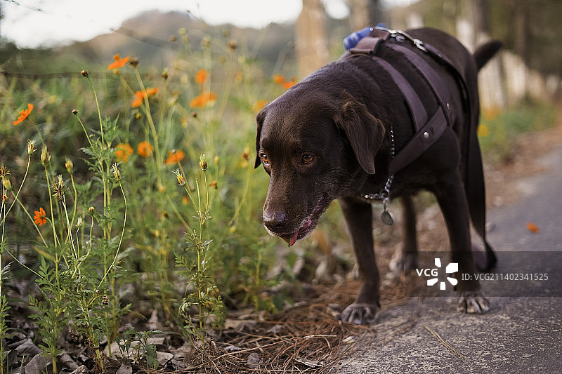 拉布拉多寻回犬站在田野上的特写，巴西图片素材