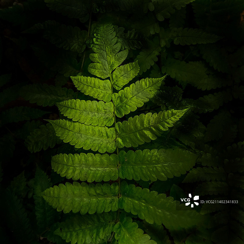 印度尼西亚日惹的蕨类植物叶子（高角度）图片素材