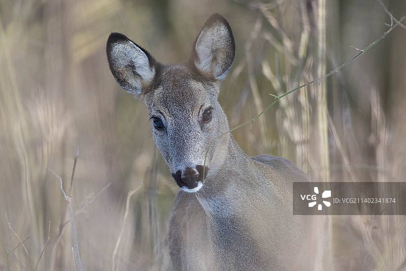 田野上的白色狍子特写图片素材