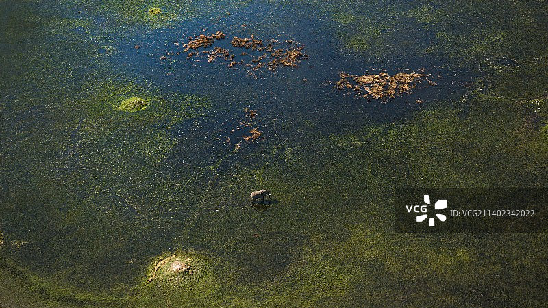 奥卡万戈三角洲绵羊吃草航拍，博茨瓦纳图片素材