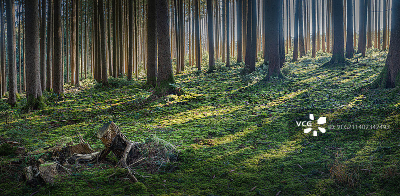 德国巴伐利亚森林中生长的树木图片素材