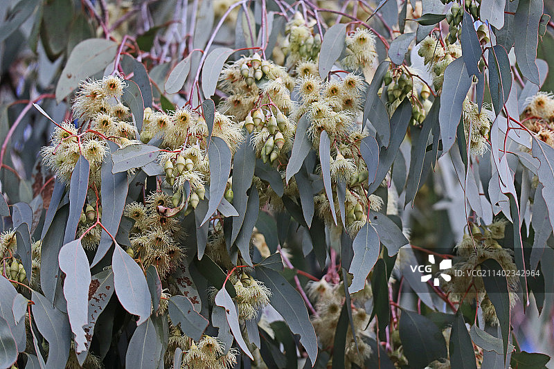 白色植物特写，澳大利亚堪培拉图片素材