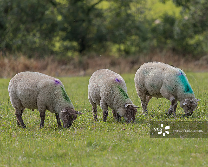 英国阿马郡Mullaghbrack，草地上吃草的羊的侧视图图片素材
