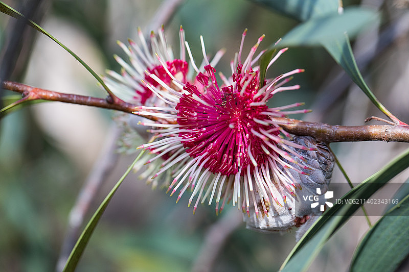 粉色花朵特写，堪培拉，澳大利亚首都领地，澳大利亚图片素材