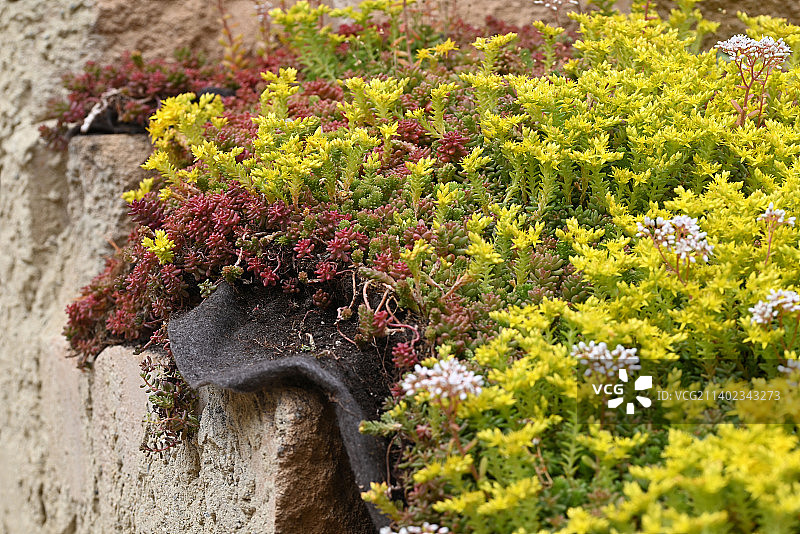 岩石花园中的黄红色景天属植物图片素材